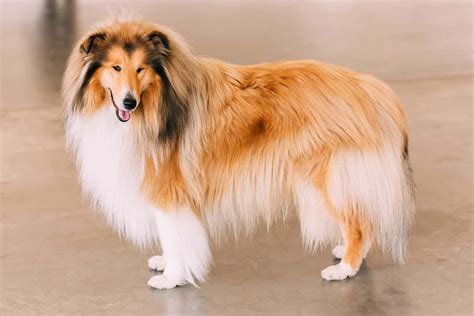 border collie hair types